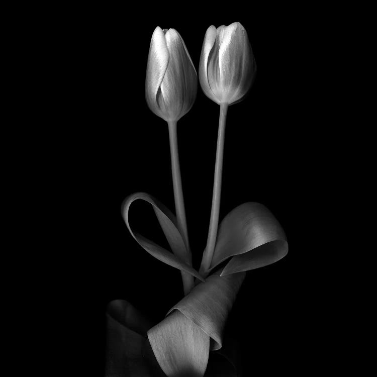 Duotone Tulips XI, B&W