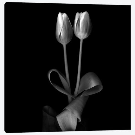 Duotone Tulips XI, B&W Canvas Print #MAG125} by Magda Indigo Canvas Artwork