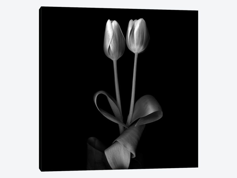 Duotone Tulips XI, B&W by Magda Indigo 1-piece Canvas Art