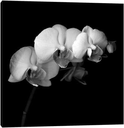Easter Orchid V, B&W Canvas Art Print - Orchid Art