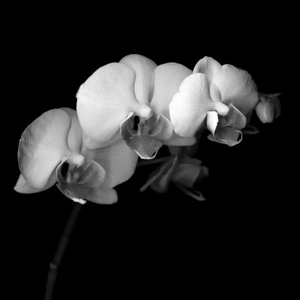 Macro Photography: Easter Orchid V, B&W by Magda Indigo