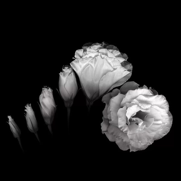 Still Life Photography: Evolution Lysianthus III, B&W by Magda Indigo