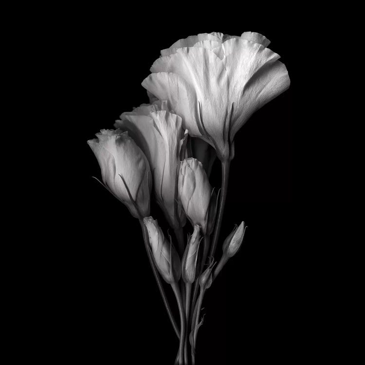 Evolution Lysianthus VIII, B&W