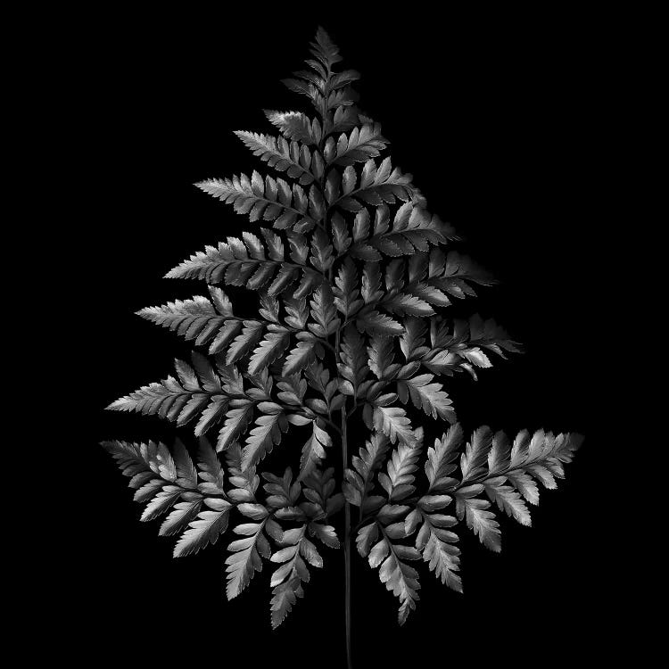 Fern Tree, B&W