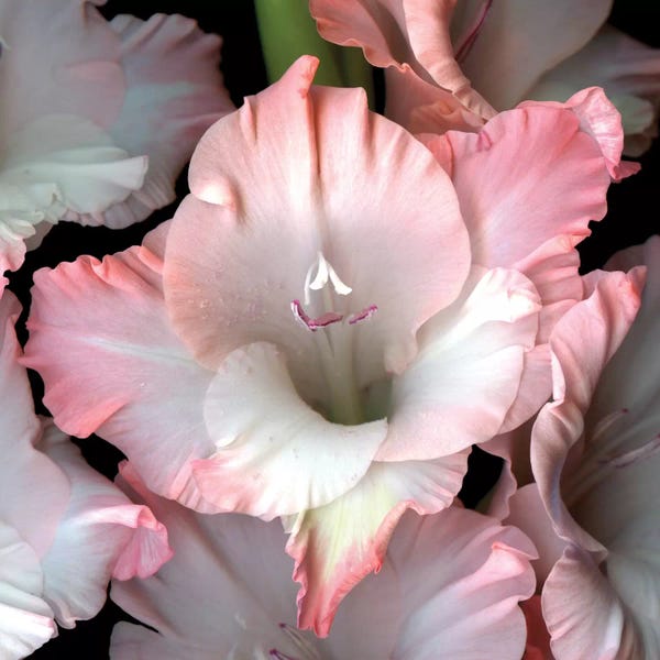 Black & Pink: And I Give To You by Magda Indigo