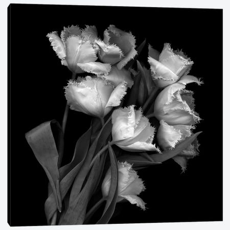 Frayed Tulips, B&W Canvas Print #MAG130} by Magda Indigo Canvas Art