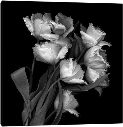Frayed Tulips, B&W Canvas Art Print - Magda Indigo
