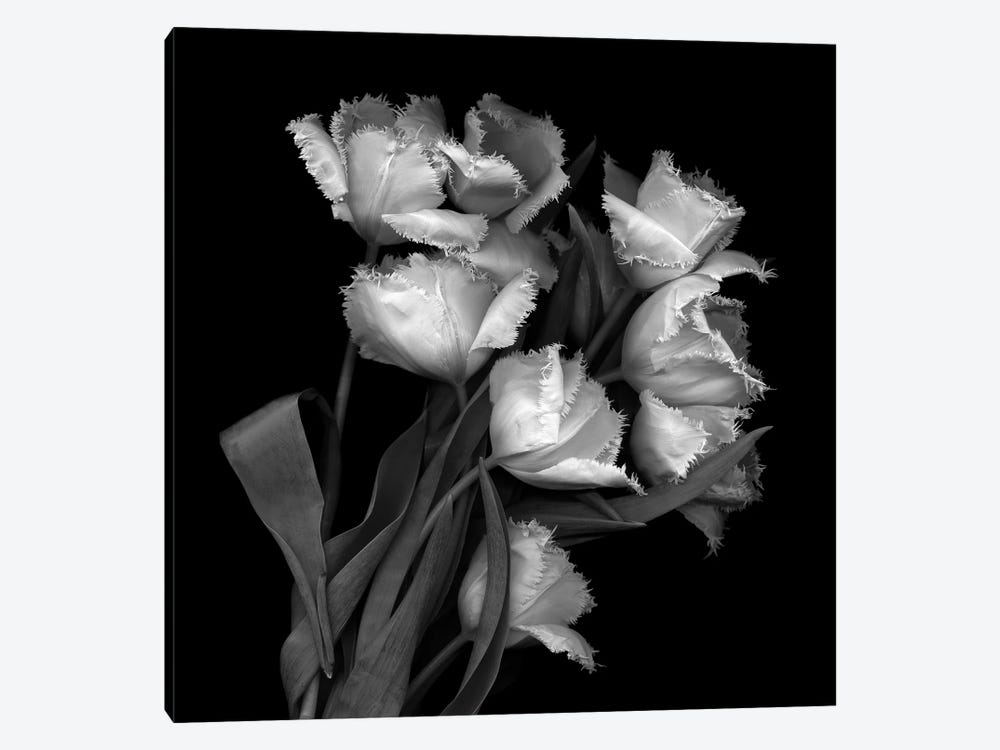 Frayed Tulips, B&W by Magda Indigo 1-piece Canvas Art