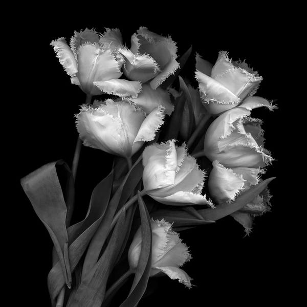 Still Life Photography: Frayed Tulips, B&W by Magda Indigo