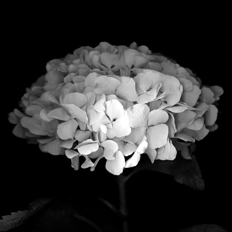 Hydrangea VI, B&W