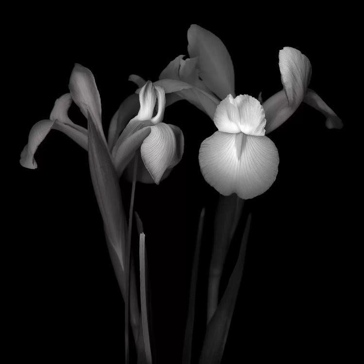 Iris IV, B&W