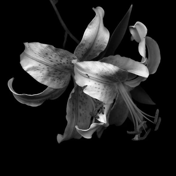 Lilies: Lily I, B&W by Magda Indigo