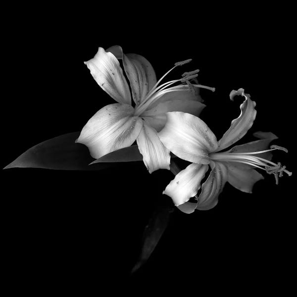 Lilies: Lily V, B&W by Magda Indigo