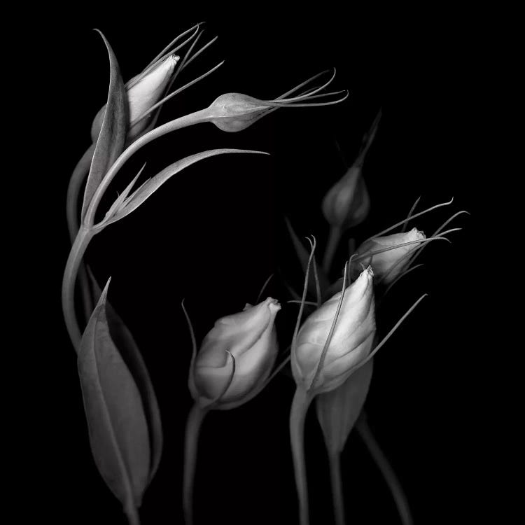 Lisianthus IV, B&W by Magda Indigo wall art