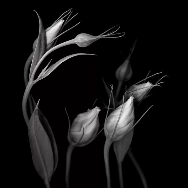 Still Life Photography: Lisianthus IV, B&W by Magda Indigo