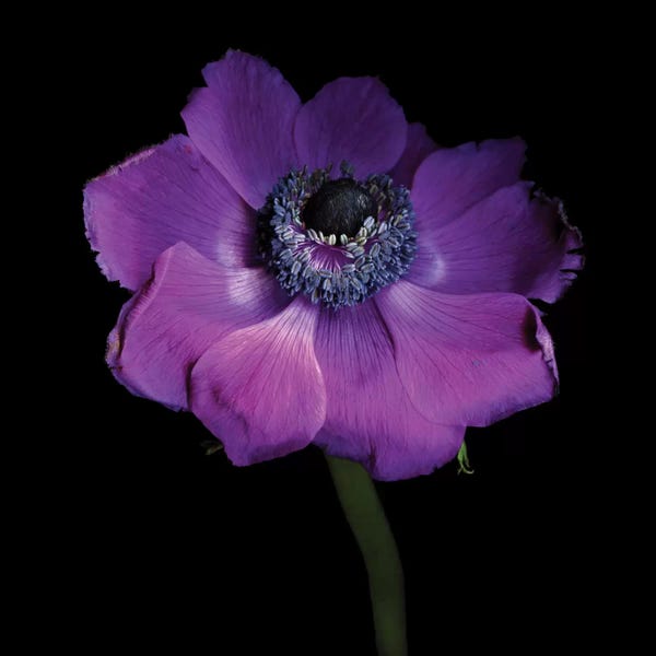 Floral Close-Ups: Anemone Con Brio by Magda Indigo