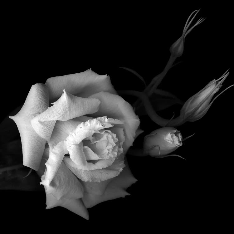 Lisianthus, B&W