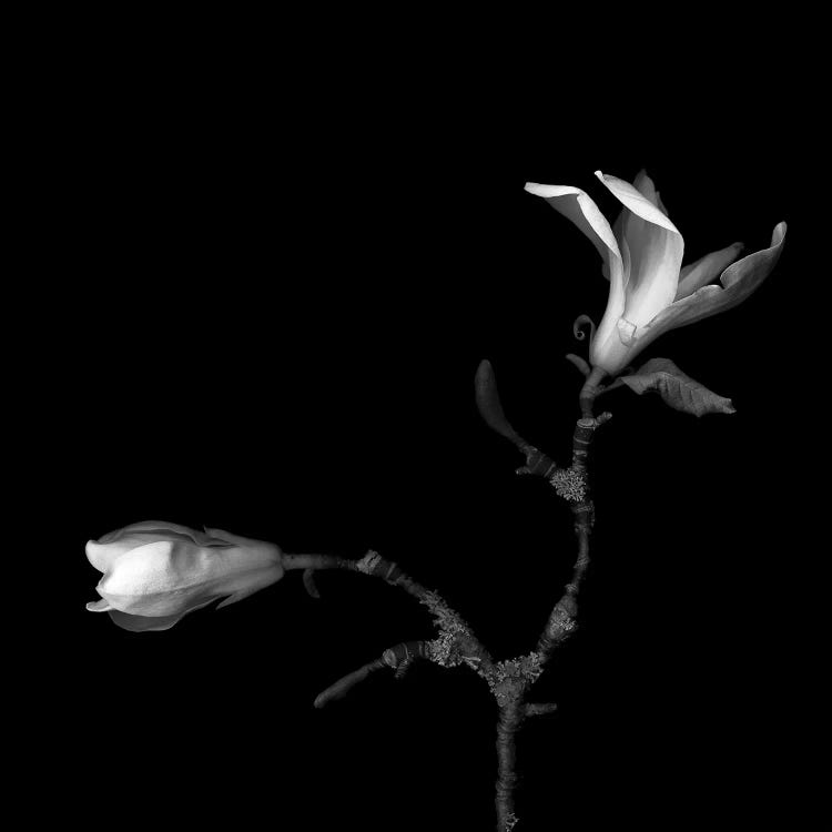 Magnolia VI, B&W