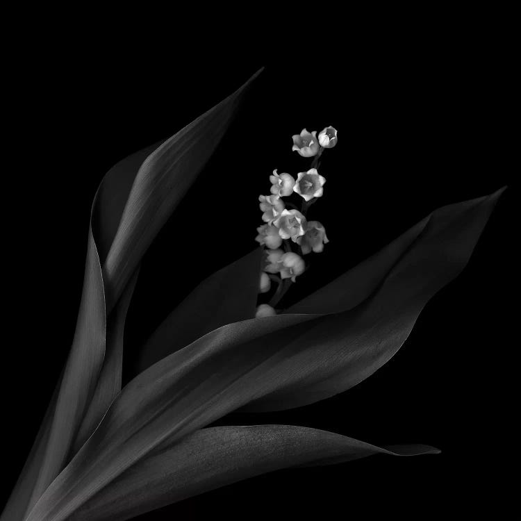 Muguet II, B&W