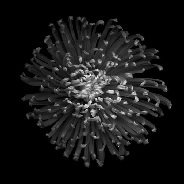 Chrysanthemums: Mum Green II, B&W by Magda Indigo