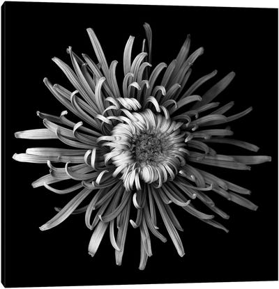 Mum Special I, B&W Canvas Art Print - Chrysanthemum Art
