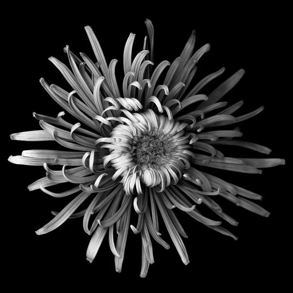 Mum Special I, B&W