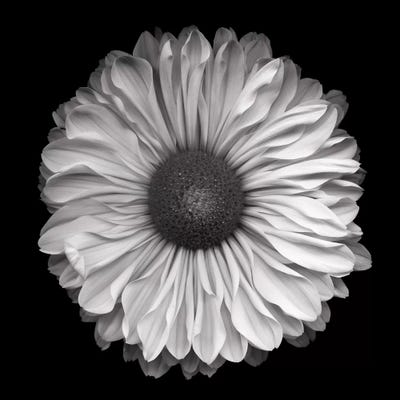 Mum Special III, B&W by Magda Indigo art print