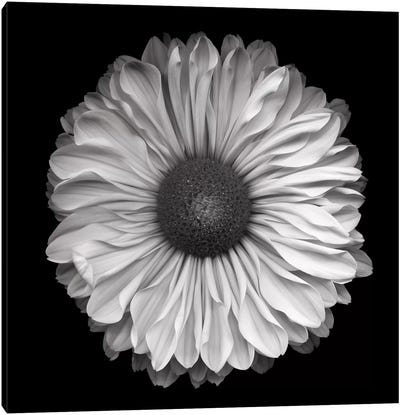Mum Special III, B&W Canvas Art Print - Chrysanthemum Art