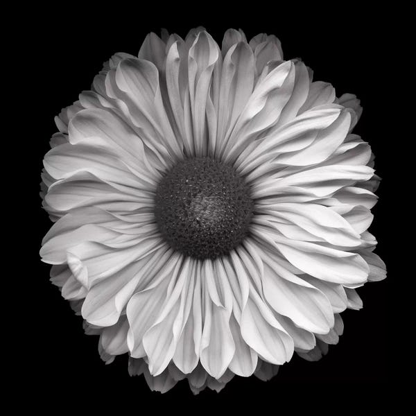 Chrysanthemums: Mum Special III, B&W by Magda Indigo