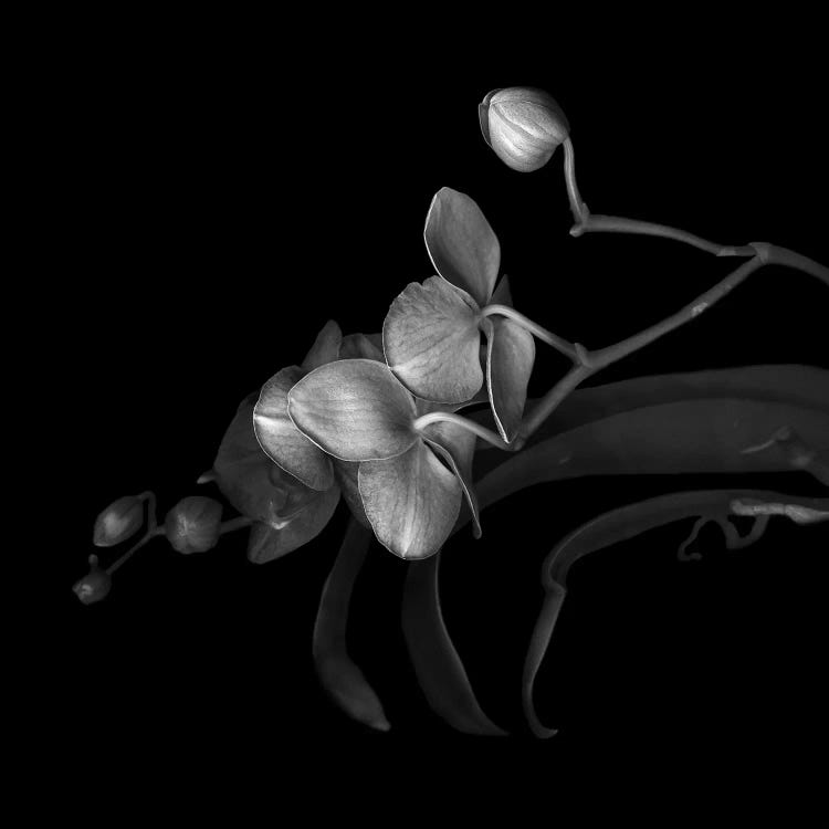 Orchid Purple, B&W