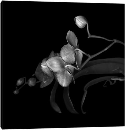 Orchid Purple, B&W Canvas Art Print - Fine Art Photography