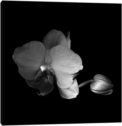 Orchid VI, B&W Canvas Art Print - Orchid Art
