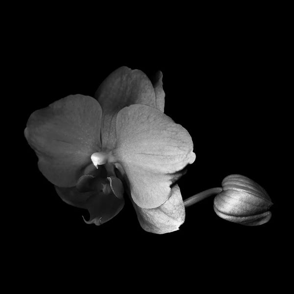 Orchids: Orchid VI, B&W by Magda Indigo