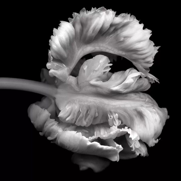 Parrot Tulips XVI, B&W