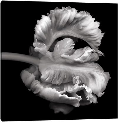 Parrot Tulips XVI, B&W Canvas Art Print - Fine Art Photography