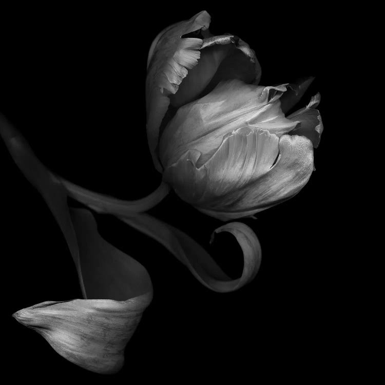 Parrot Tulips XXI, B&W