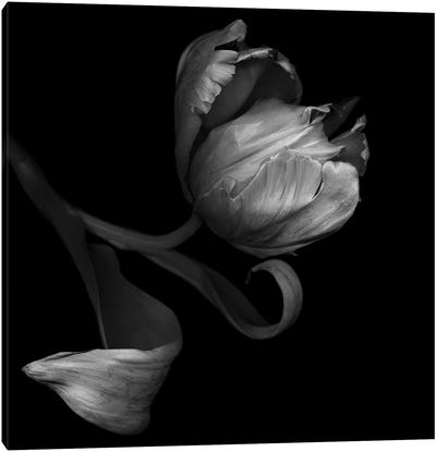 Parrot Tulips XXI, B&W Canvas Art Print - Fine Art Photography
