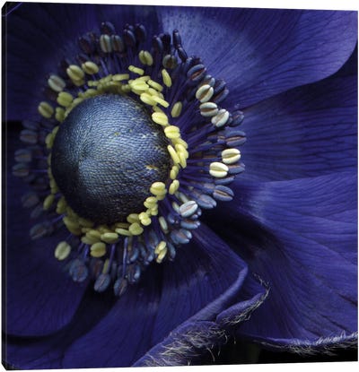 Anemonissimo! Canvas Art Print - Floral Close-Ups