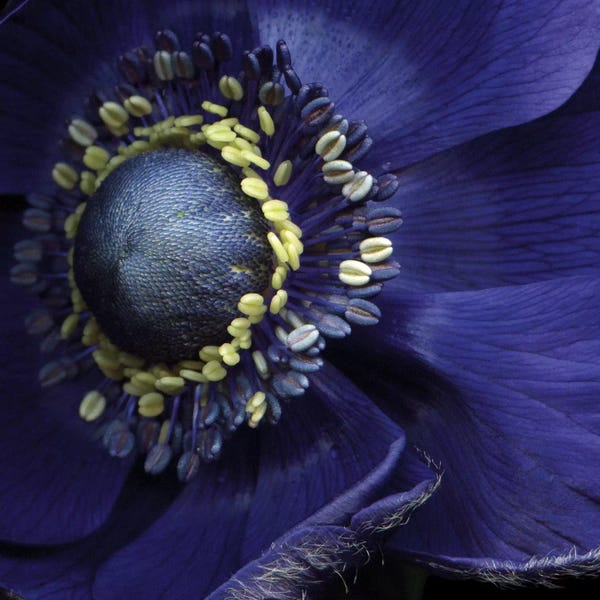 Anemones: Anemonissimo! by Magda Indigo