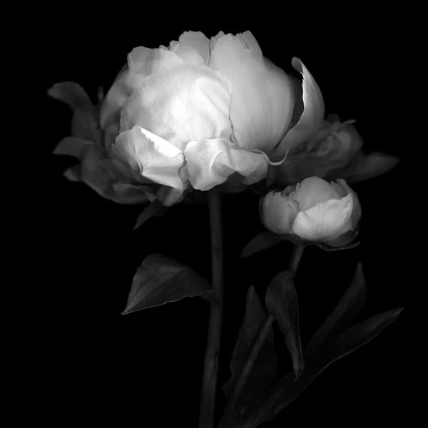Macro Photography: Peonies III, B&W by Magda Indigo