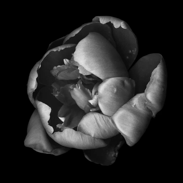 Peony Garden I, B&W