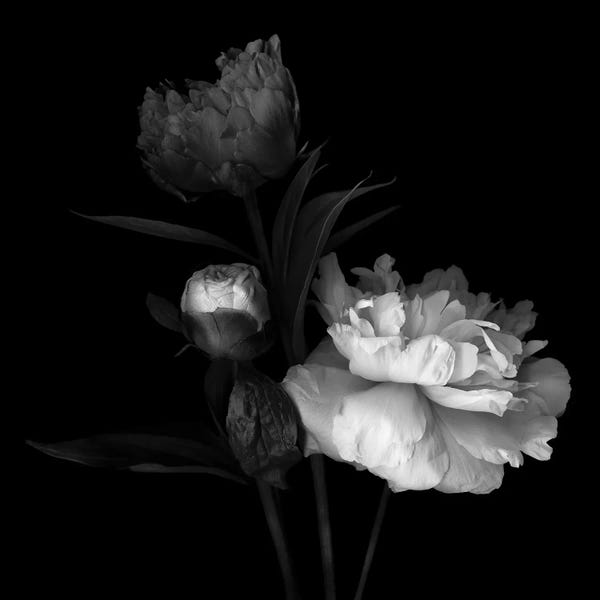 Macro Photography: Peony Mix, B&W by Magda Indigo