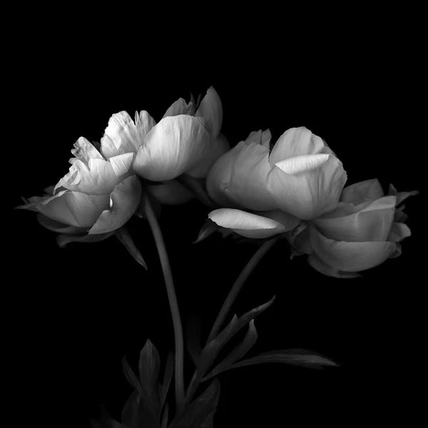 Still Life Photography: Peony V, B&W by Magda Indigo