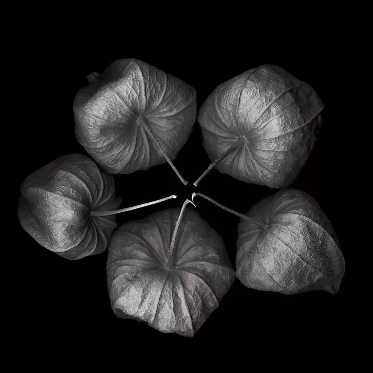 Physalis V, B&W