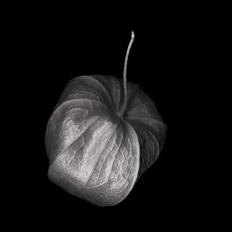 Physalis VI, B&W