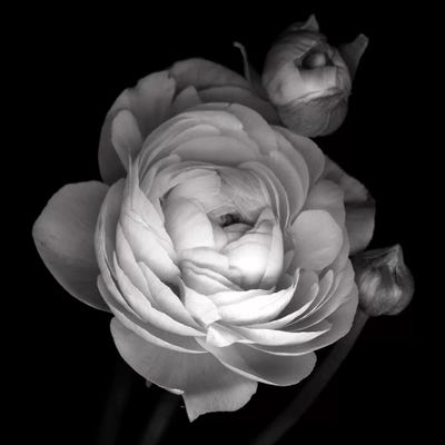 Pink Ranunculus, B&W by Magda Indigo art print