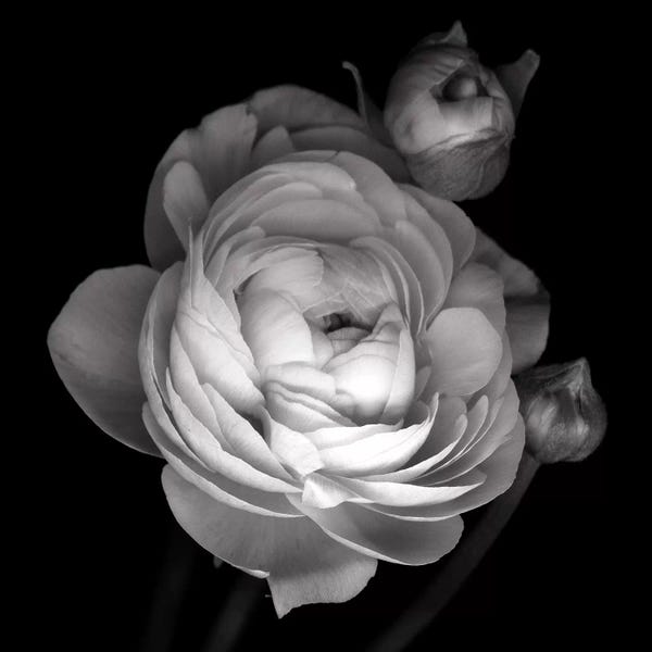 Still Life Photography: Pink Ranunculus, B&W by Magda Indigo