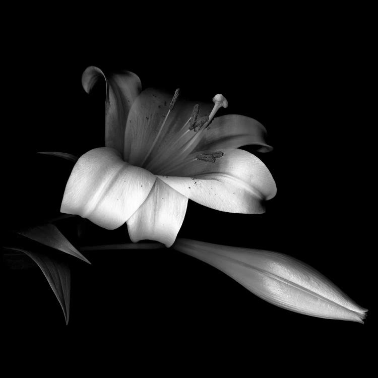 Pink Trumpet Lily, B&W