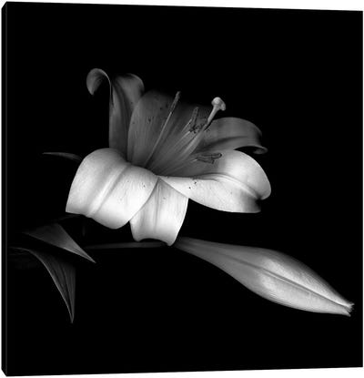 Pink Trumpet Lily, B&W Canvas Art Print - Fine Art Photography