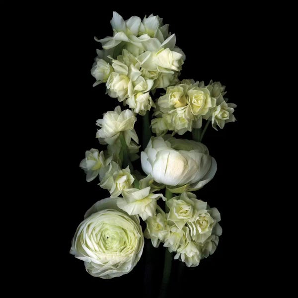 Roses: Aromatics In White by Magda Indigo